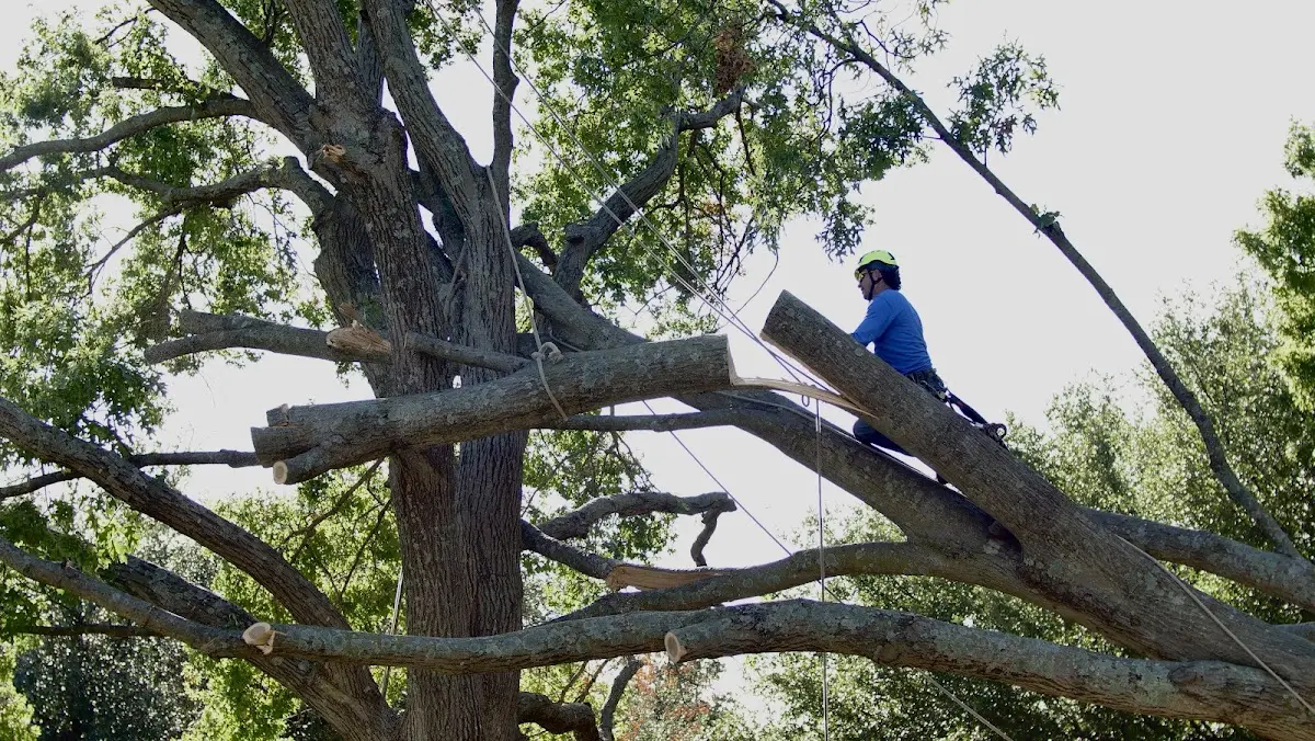 Professional Crown Thinning performed by certified arborists in Boaz