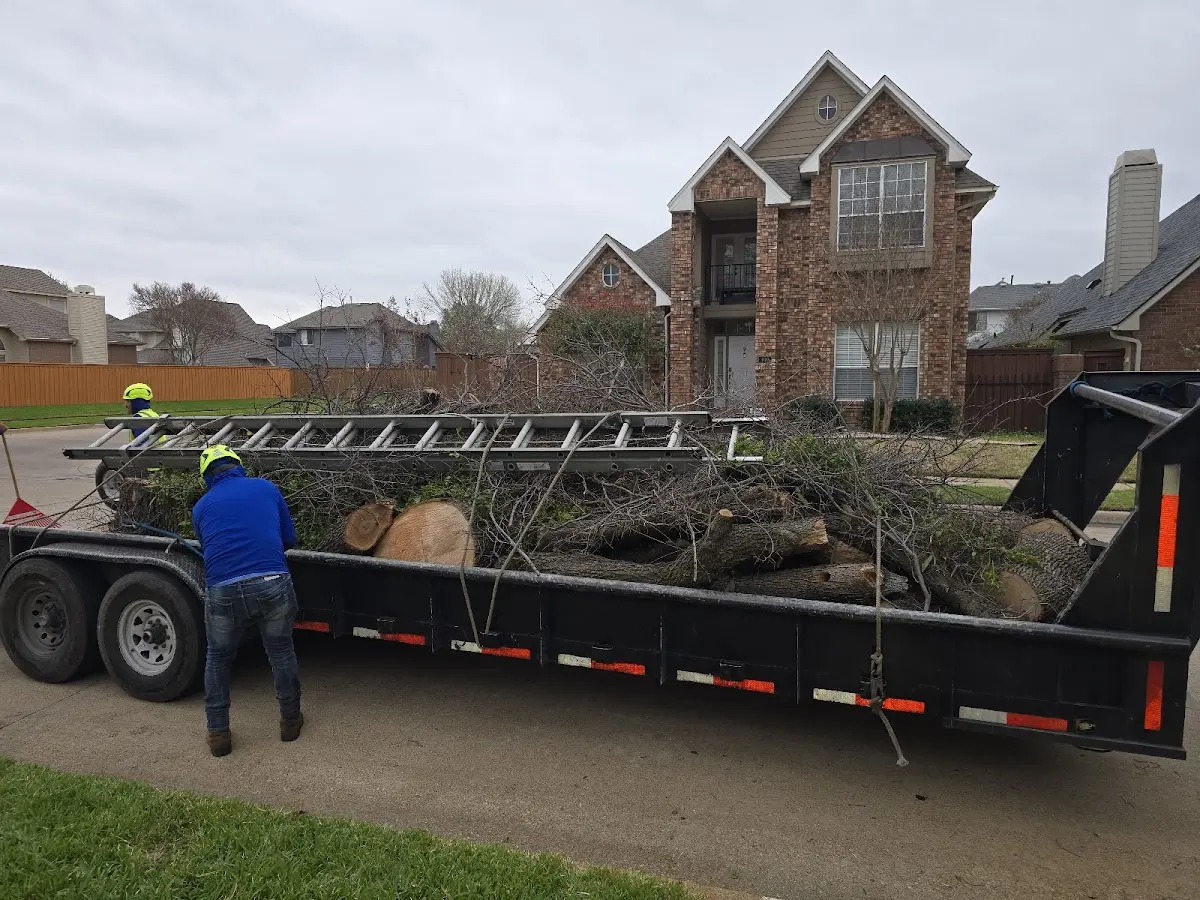 Expert Tree Pest Control with proper safety equipment in Boaz